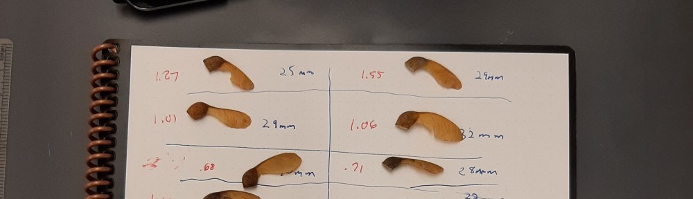 Image of oak "helicopters" (samaras) on paper with some measurements