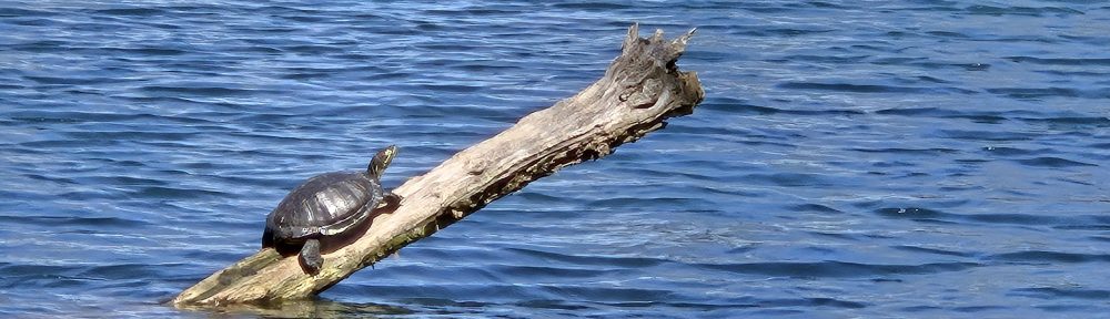 A turtle on a log sticking out of a pond.